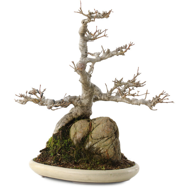 Acer buergerianum, 32 cm, ± 15 jaar oud