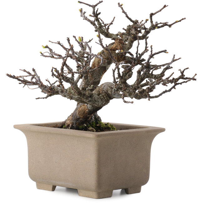 Pseudocydonia sinensis, 23,5 cm, ± 15 ans, en pot avec multiples petits éclats de pieds