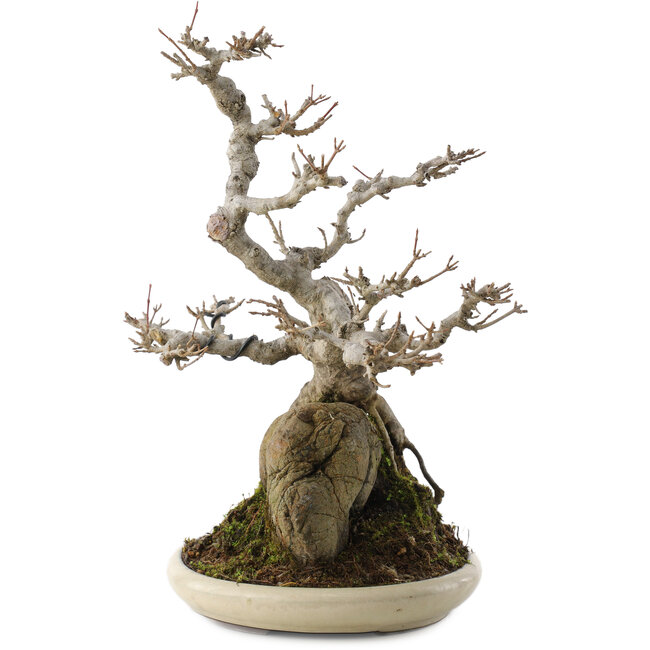 Acer buergerianum, 32 cm, ± 15 anni