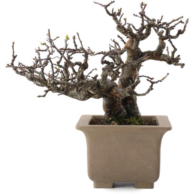 Pseudocydonia sinensis, 23,5 cm, ± 15 ans, en pot avec multiples petits éclats de pieds