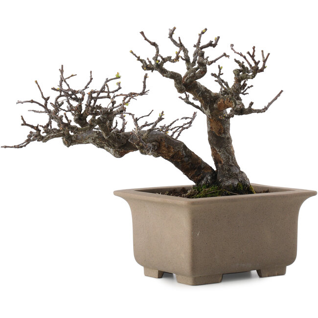 Pseudocydonia sinensis, 23,5 cm, ± 15 Jahre alt, in einem Topf mit mehreren kleinen Absplitterungen an den Füßen