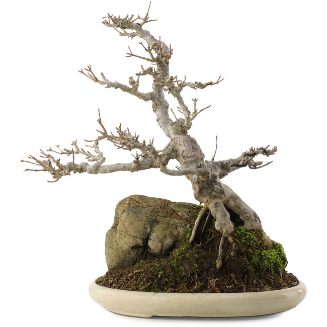 Acer buergerianum, 32 cm, ± 15 jaar oud