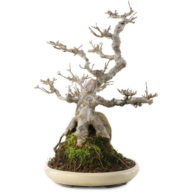 Acer buergerianum, 32 cm, ± 15 Jahre alt