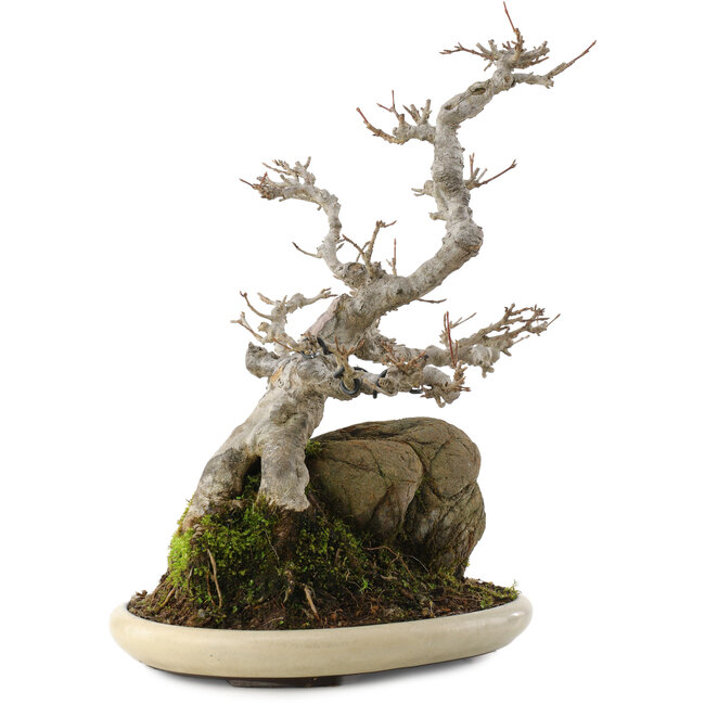 Acer buergerianum, 32 cm, ± 15 jaar oud