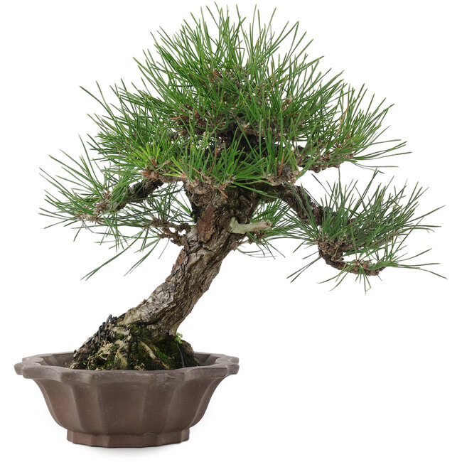 Pinus thunbergii, 28 cm, ± 25 ans