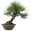 Pinus thunbergii, 28 cm, ± 25 jaar oud