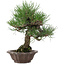 Pinus thunbergii, 28 cm, ± 25 años