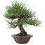 Pinus thunbergii, 28 cm, ± 25 años