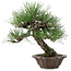 Pinus thunbergii, 28 cm, ± 25 años