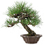 Pinus thunbergii, 28 cm, ± 25 years old