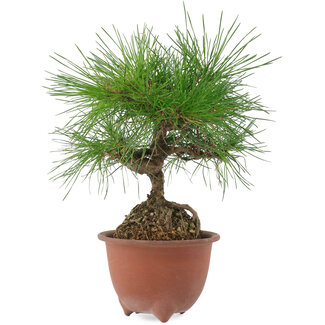 Pinus densiflora, 20 cm, ± 8 jaar oud