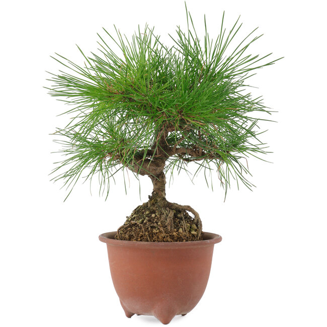 Pinus densiflora, 20 cm, ± 8 jaar oud
