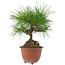 Pinus densiflora, 20 cm, ± 8 Jahre alt