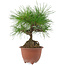 Pinus densiflora, 20 cm, ± 8 years old