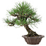 Pinus thunbergii, 28 cm, ± 25 years old