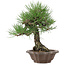 Pinus thunbergii, 28 cm, ± 25 anni