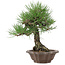 Pinus thunbergii, 28 cm, ± 25 Jahre alt