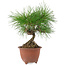 Pinus densiflora, 20 cm, ± 8 años