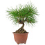 Pinus densiflora, 20 cm, ± 8 ans