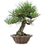 Pinus thunbergii, 28 cm, ± 25 anni