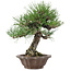 Pinus thunbergii, 28 cm, ± 25 años