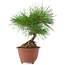 Pinus densiflora, 20 cm, ± 8 jaar oud