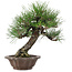 Pinus thunbergii, 28 cm, ± 25 anni