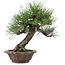 Pinus thunbergii, 28 cm, ± 25 años