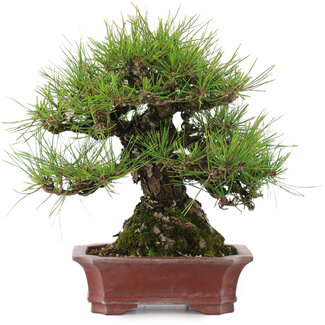 Pinus densiflora, 22,5 cm, ± 25 ans