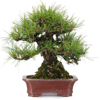 Pinus densiflora, 22,5 cm, ± 25 jaar oud