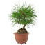 Pinus densiflora, 20 cm, ± 8 años
