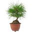 Pinus densiflora, 20 cm, ± 8 years old