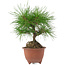 Pinus densiflora, 20 cm, ± 8 jaar oud