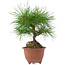 Pinus densiflora, 20 cm, ± 8 years old