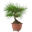 Pinus densiflora, 20 cm, ± 8 anni