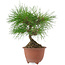 Pinus densiflora, 20 cm, ± 8 años