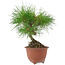 Pinus densiflora, 20 cm, ± 8 anni