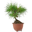 Pinus densiflora, 20 cm, ± 8 jaar oud