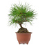 Pinus densiflora, 20 cm, ± 8 years old