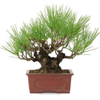 Pinus thunbergii, 19 cm, ± 15 years old