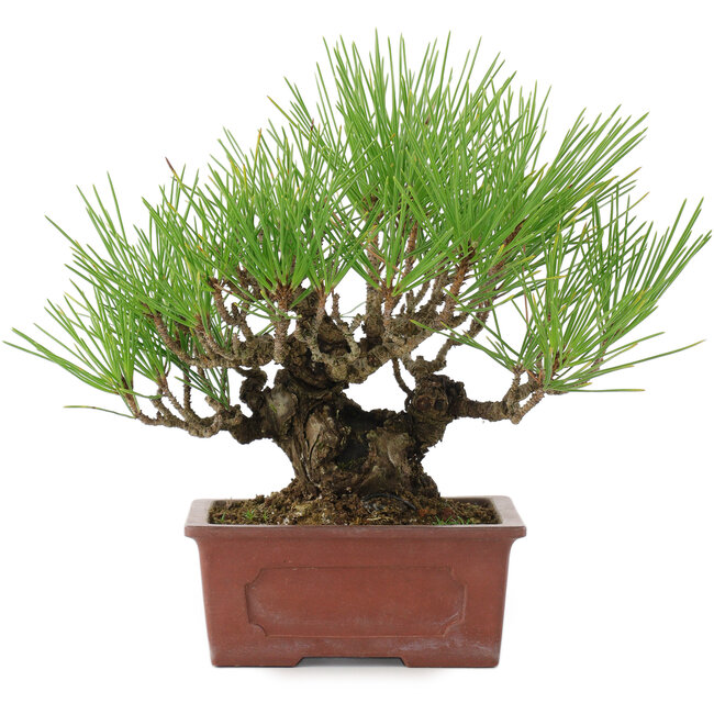 Pinus thunbergii, 19 cm, ± 15 años