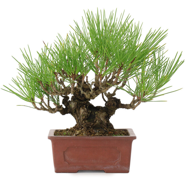Pinus thunbergii, 19 cm, ± 15 Jahre alt