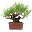 Pinus thunbergii, 19 cm, ± 15 jaar oud