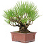 Pinus thunbergii, 19 cm, ± 15 ans