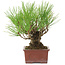 Pinus thunbergii, 19 cm, ± 15 jaar oud