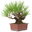 Pinus thunbergii, 19 cm, ± 15 jaar oud