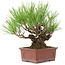 Pinus thunbergii, 19 cm, ± 15 years old