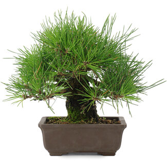 Pinus thunbergii, 19 cm, ± 20 anni