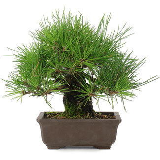 Pinus thunbergii, 19 cm, ± 20 años