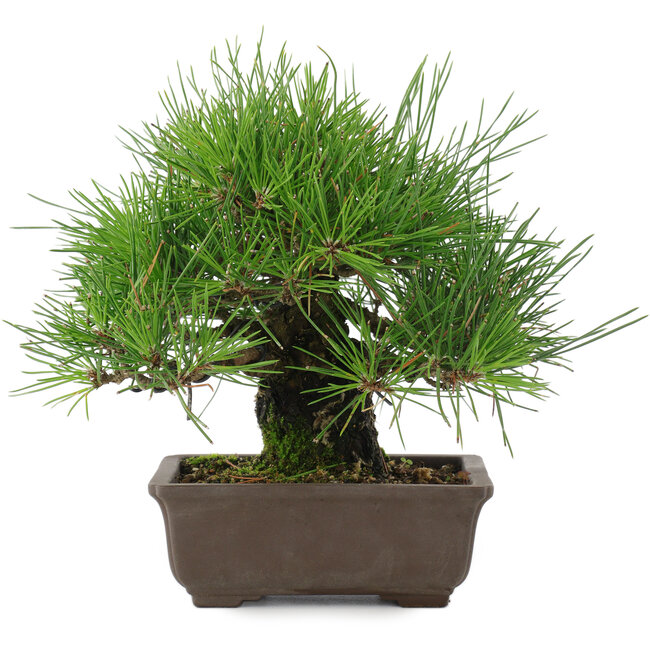 Pinus thunbergii, 19 cm, ± 20 anni